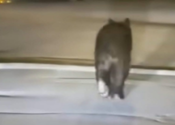 fauna-silvestre oso santiago