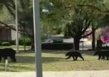 avistamiento-de-animales osos san-pedro ciudad