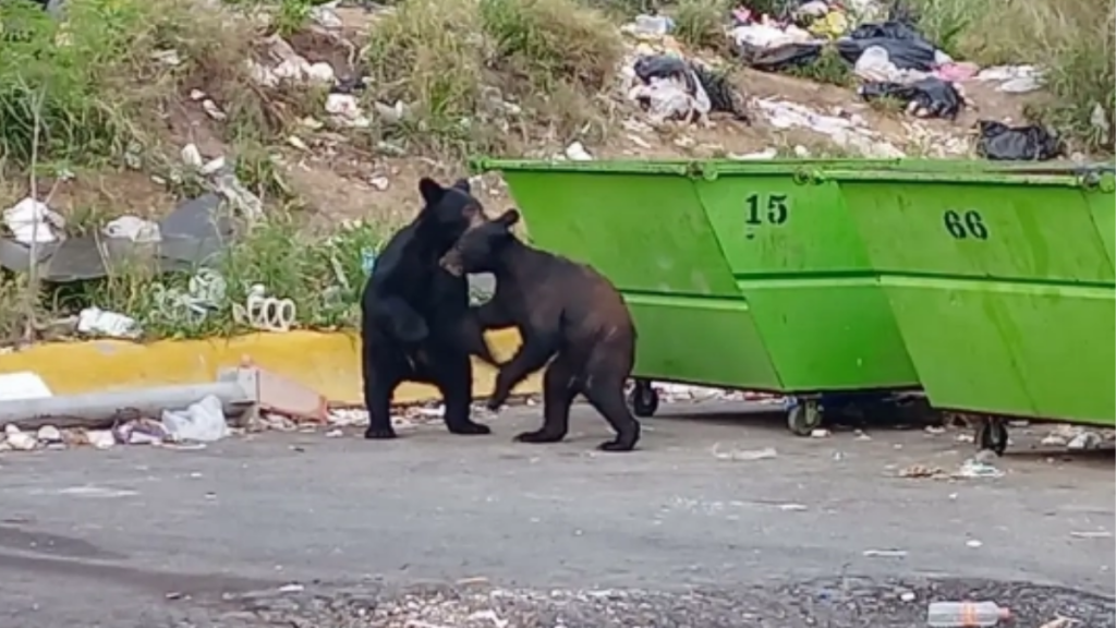 avistamiento-de-animales
osos
san-pedro
ciudad