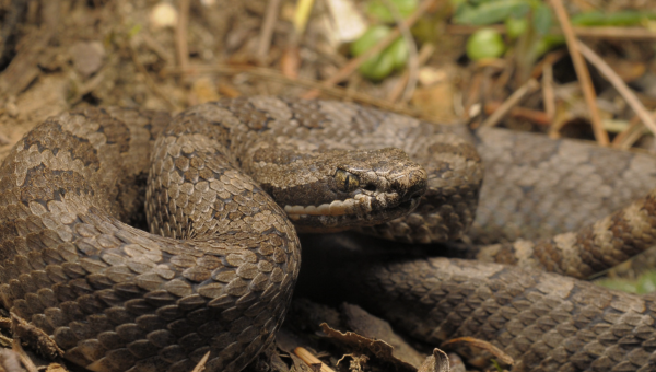 serpientes
culebra
veneno
nuevo león