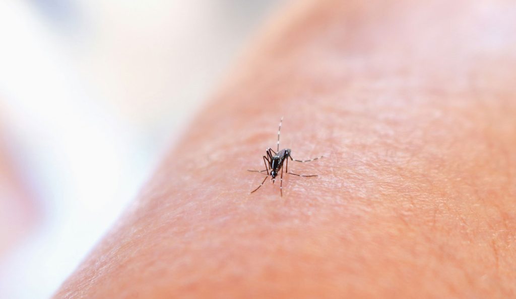 mosquitos
repelente