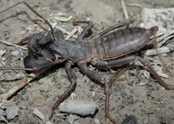 vinagrillos en Monterrey, olores, casa, lluvias