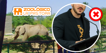 Saqueo De Animales En La Pastora - Glen Facturero