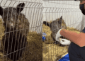 Worker Wearing a Mask and Gloves Tending to a Small Shaggy Animal in a Metal Pen with Straw Bedding, During Care or Treatment. - Glen Facturero