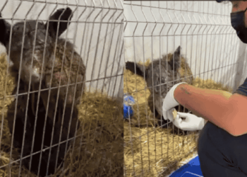 Worker Wearing a Mask and Gloves Tending to a Small Shaggy Animal in a Metal Pen with Straw Bedding, During Care or Treatment. - Glen Facturero