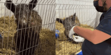 Worker Wearing a Mask and Gloves Tending to a Small Shaggy Animal in a Metal Pen with Straw Bedding, During Care or Treatment. - Glen Facturero