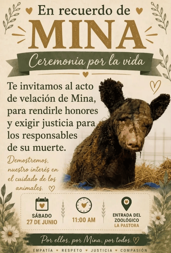 Velorio Para La Osa Mina. Regios Organizan Velorio En Honor a La Osa Mina - Glen Facturero