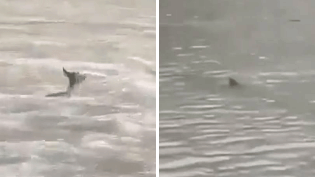 Venado Arrastrado Por Corriente En Nuevo León - Glen Facturero - Glen Facturero