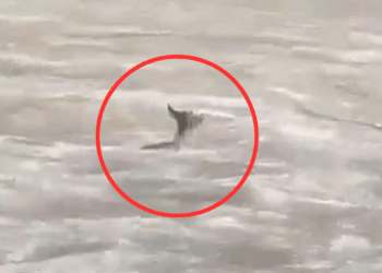 Venado arrastrado por corriente en Nuevo León - Glen Facturero
